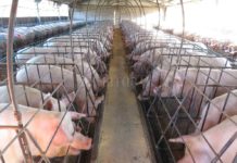 Las exportaciones de carne porcina y subproductos aumentaron 156,8% en valor