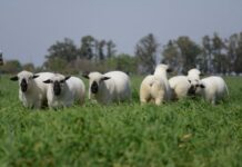 Jornada ovina a campo 🗓