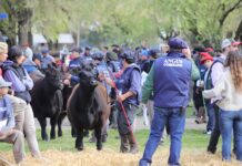 Se viene la primera jura fenotípica ANGUS