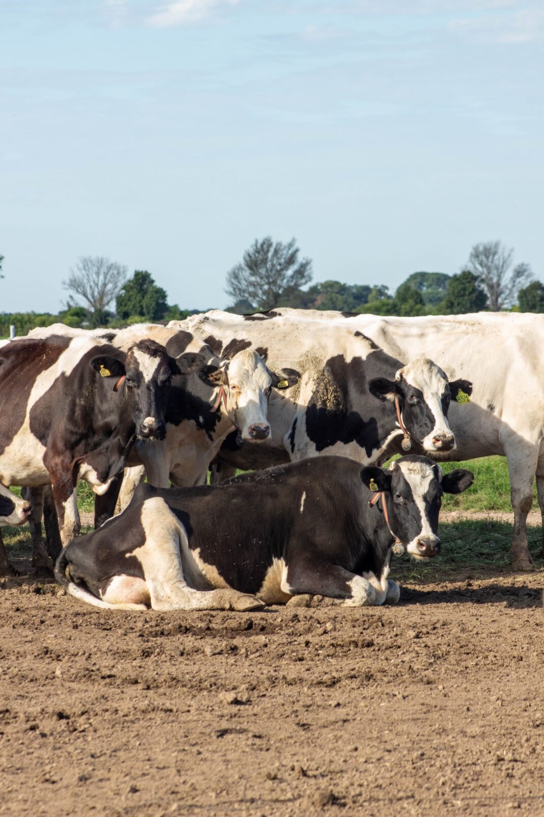 vacas
