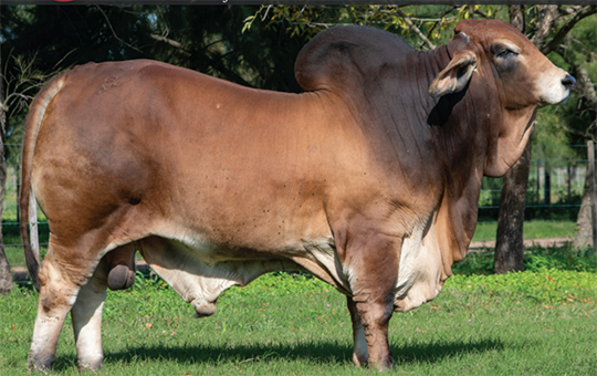 Imperio-La-Pelada-Brahman-540