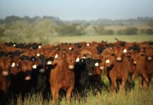 Biogénesis Bagó presenta Agtech, su nueva división de soluciones tecnológicas