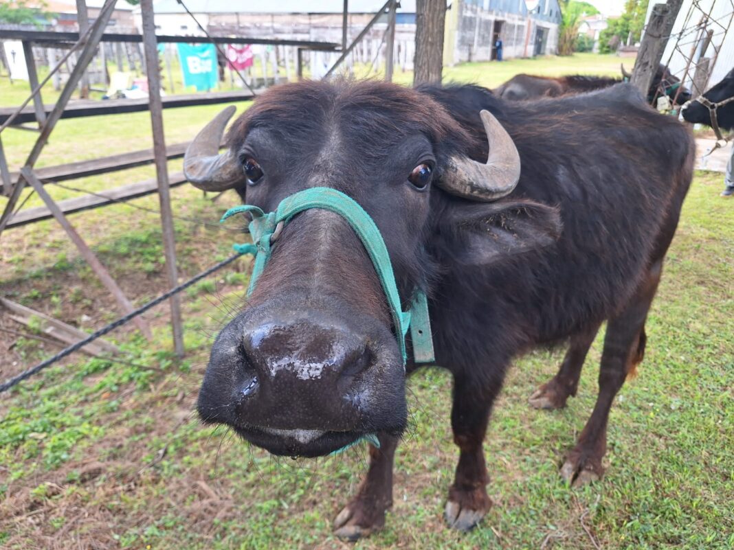 ad1876fb-9524-4b43-8213-05c1dfc31cc8