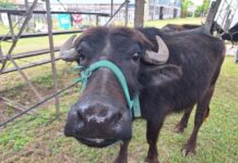 La «perla negra» de la ganadería nacional