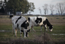 Actualizan los sistemas de control de brucelosis bovina