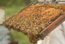Altas temperaturas: claves para evitar el derretimiento de las colmenas