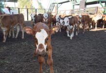 Biogénesis Bagó fortalece su presencia en la 57° Exposición Provincial del Ternero Correntino 🗓