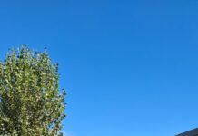 Cooperativa apícola santafesina consolida su presencia internacional con nuevos envíos de miel