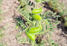 Jornada Técnica Comercial Garbanzo 2026 🗓