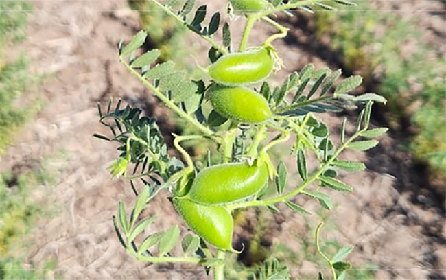 Garbanzo-grano-verde-650x408-1