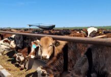 Jornada de actualización del negocio cárnico 🗓