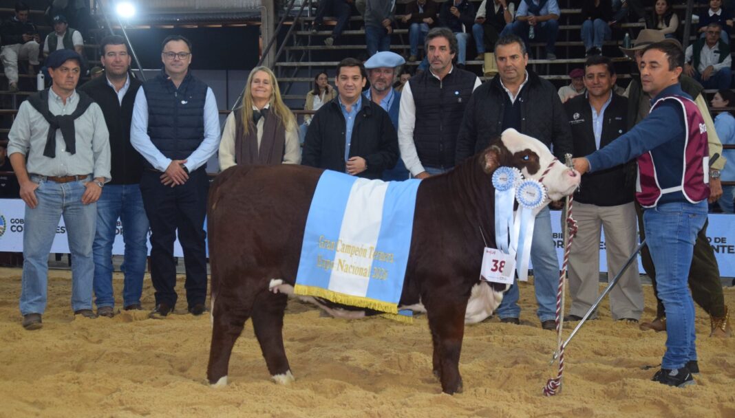 Descargar foto Gran Campeón Ternera Cabaña Corral de Guardia