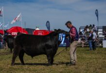 Beneficios impositivos para incentivar el mejoramiento genético animal