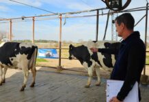 Con la 9° Competencia de Vacas a Campo comenzó la agenda de la 119° ExpoRural 🗓